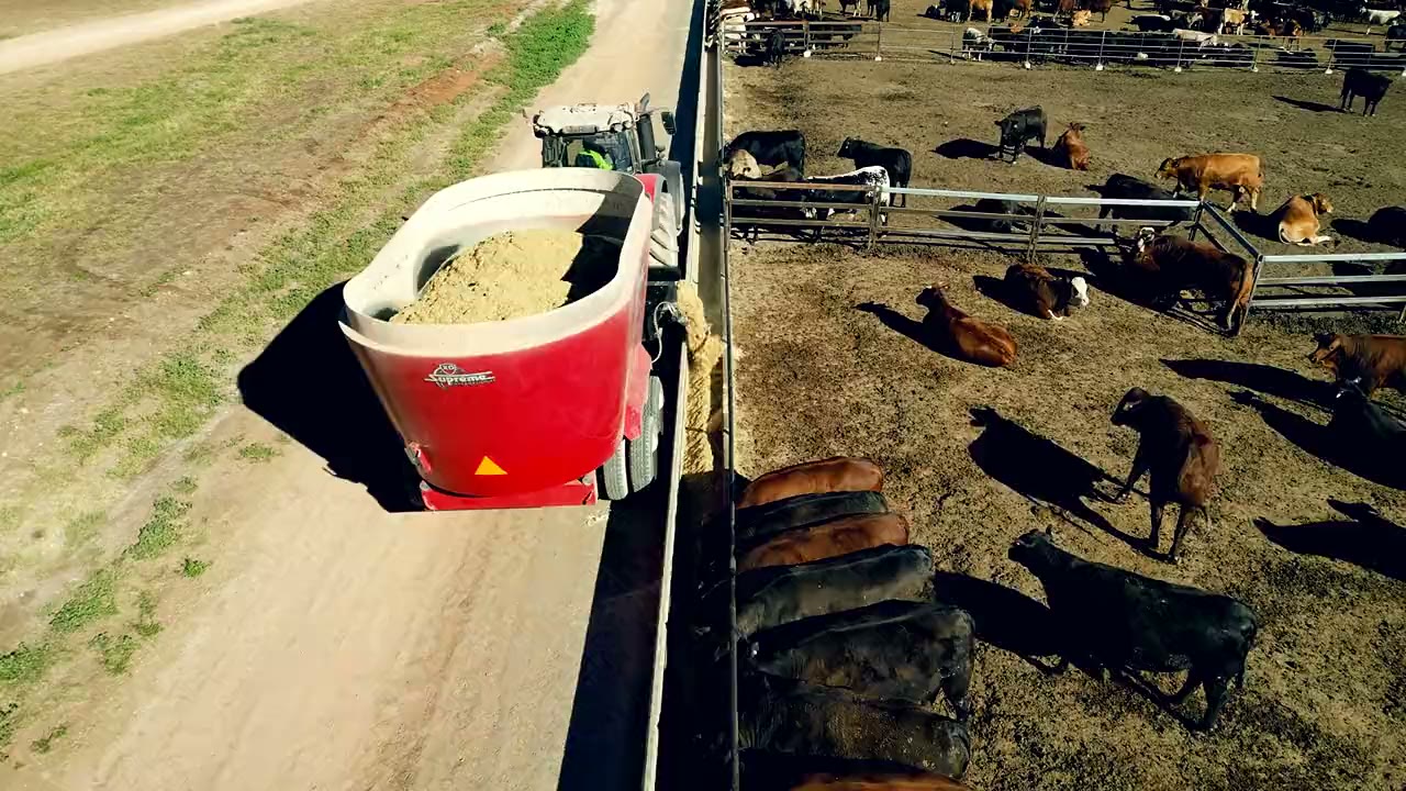 Aerial view along the bunk line with cattle on fresh feed