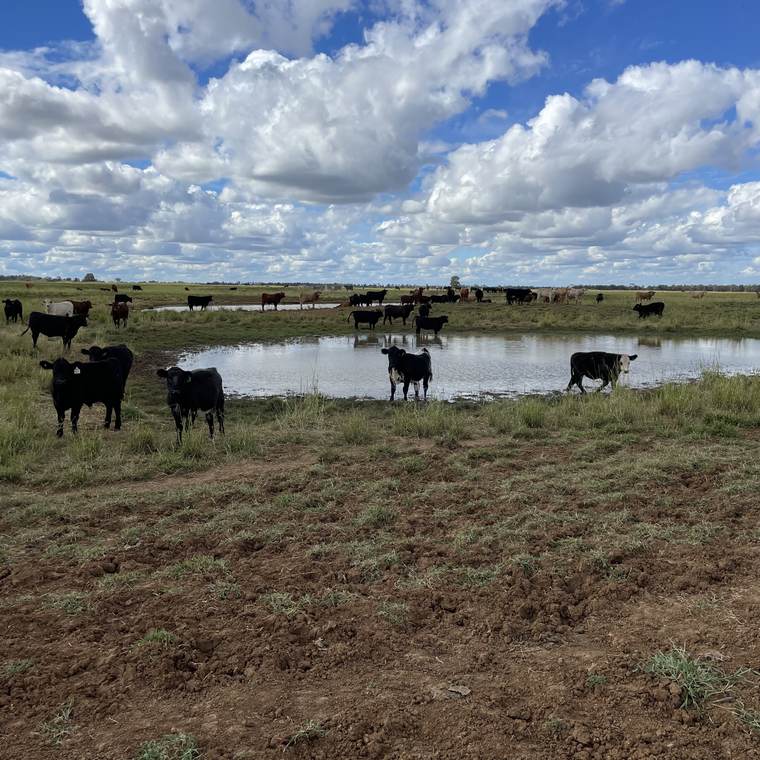 Cattle on a waterhole